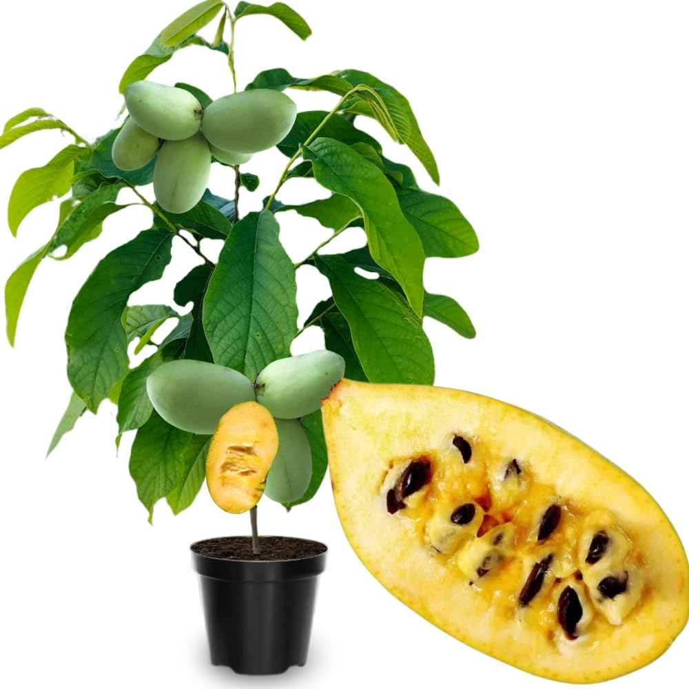 2 Pots Pawpaw Trees Live Plants, 6-12" Bare Roots Paw Paw Seedling Plants, 1 Year Old Well Rooted, Common Pawpaw Asimina Triloba