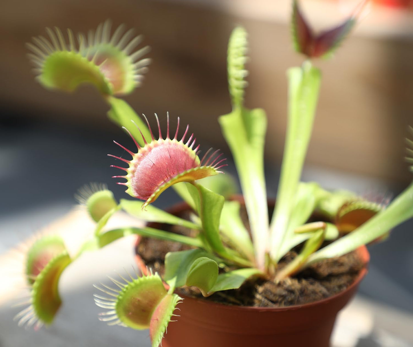 Altman Plants Live Venus Fly Traps Carnivorous Plants (3PK), Live Plants & Indoor Plants for Kids, Live Venus Fly Trap Plant Terrarium Plant Trio in Adult Venus Fly Trap Soil & Carnivorous Plant Soil