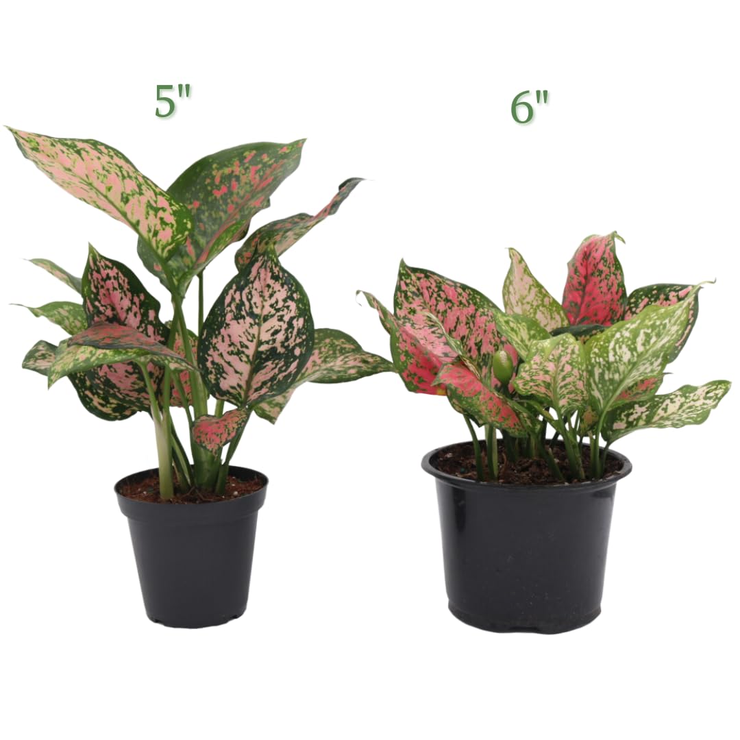 American Plant Exchange Aglaonema Chinese Evergreen, Hot Pink Wishes – 6-Inch Pot – Live Plant with Bright Foliage, Valentines Day Gift, Easy Care Houseplant for Home & Office Decor
