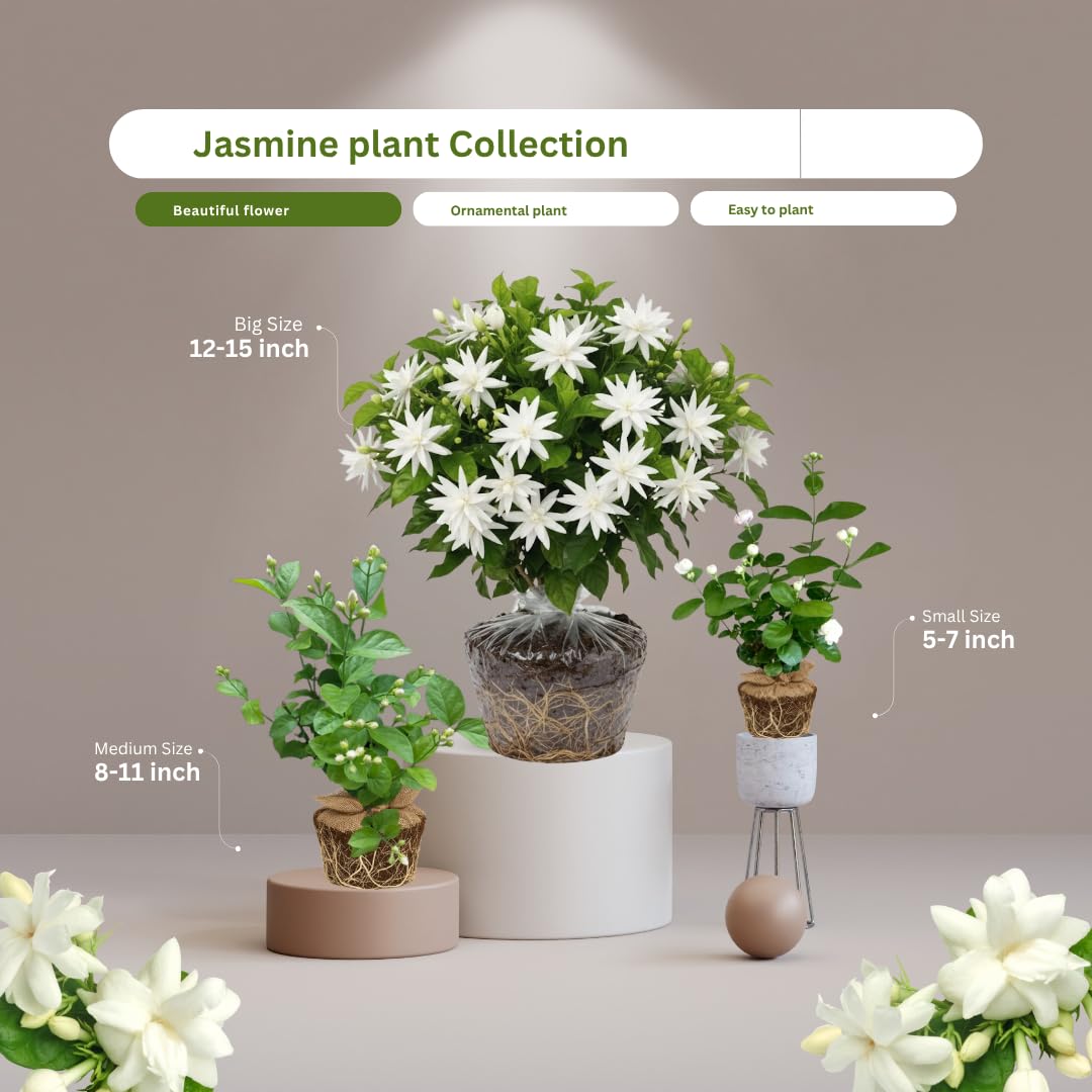 2 Jasmine Plants Live, Jasmine Flower Plant Indoors Outdoors, Climbing Vine Plant, 5 to 8 Inc Tall