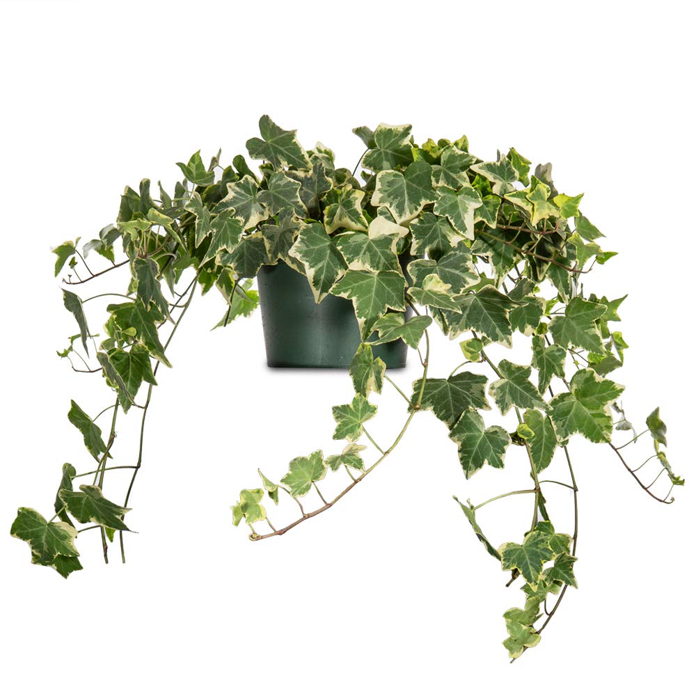 PERFECT PLANTS Variegated English Ivy | Hedera Helix Variegata' | Easy Care Houseplant | Perfect for Moderate to Bright Light Conditions, 6 in Grower's Pot, | Air Purifying
