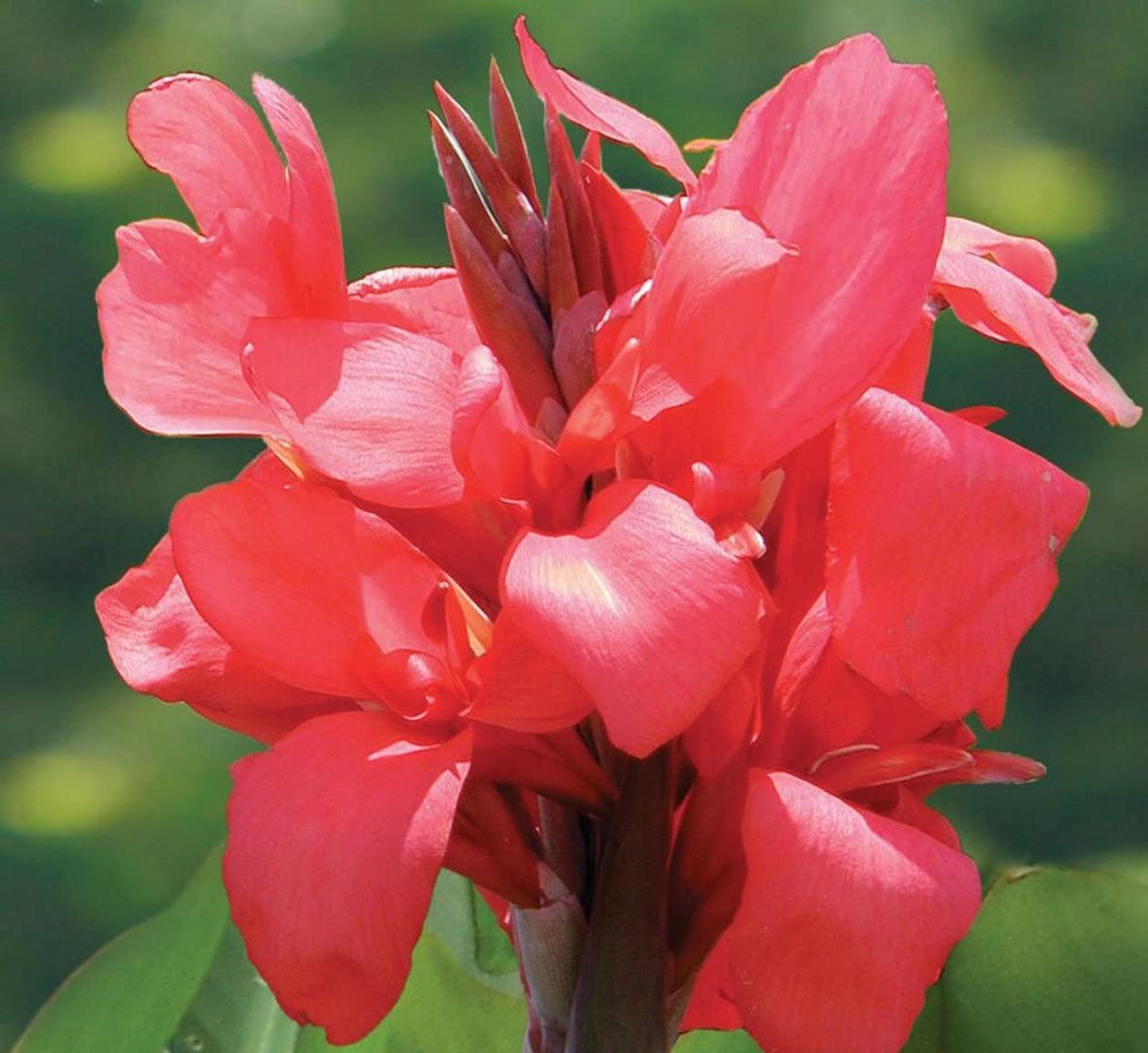 Votaniki Dwarf Variety Magic Pink Canna Bulbs - Large Blooms, Attract Pollinators, Perennial Canna Bulbs for Planting - Low-Maintenance Magic Pink Canna for Easy Gardening (1 Pack)