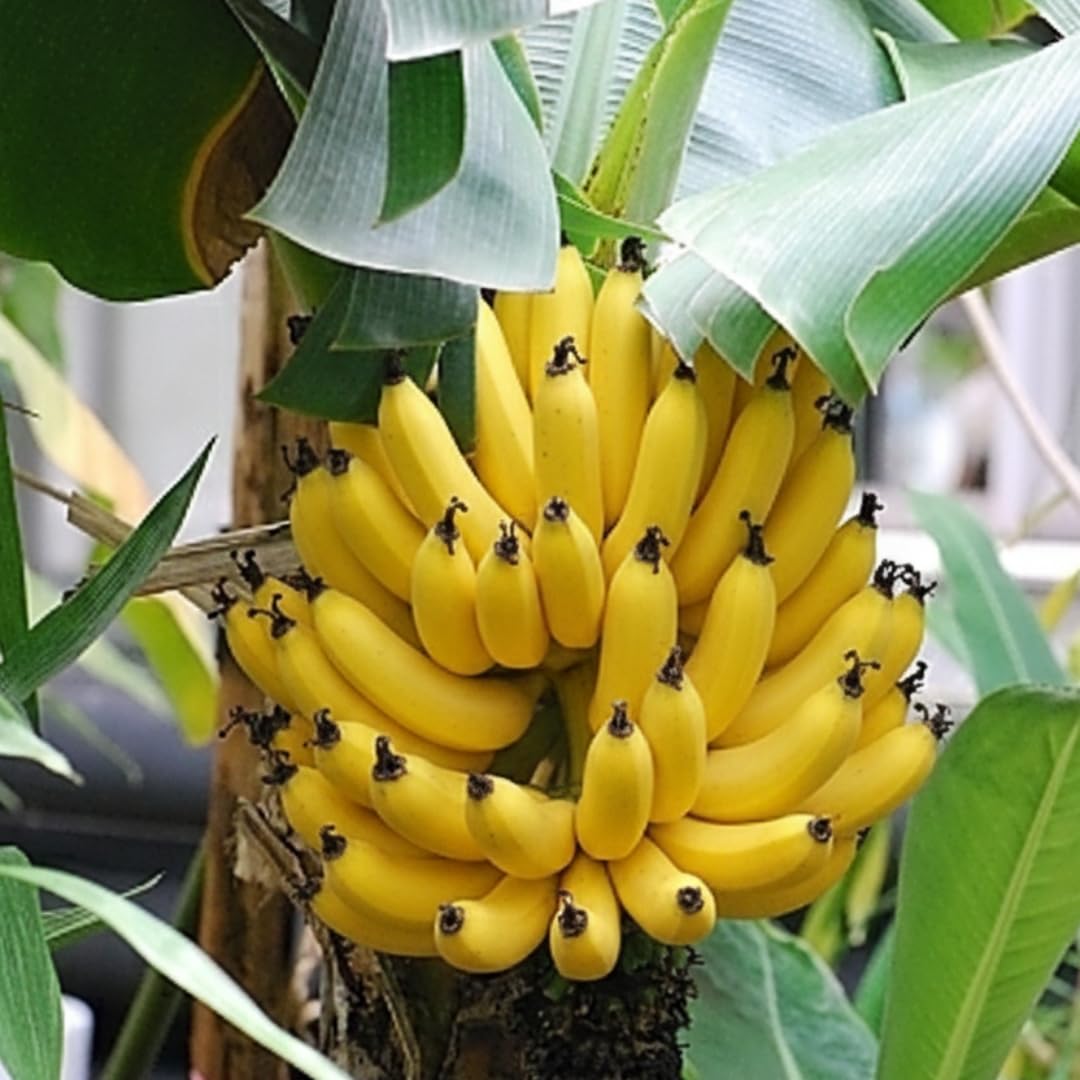Banana Plant Live, Dwarf Cavendish Banana Tree Live Plant, Hardy Banana Fruit Seedling 4 to 8 Inch Tall, Indoor Outdoor