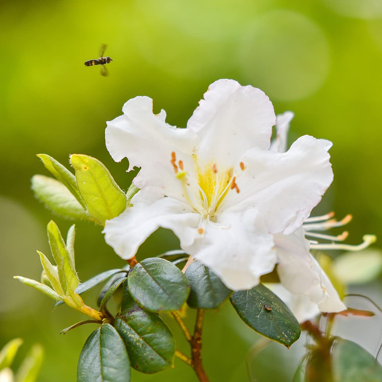 PERFECT PLANTS GG Gerbing Azalea Bush | 1 Gal. Pot | Large White Blooms | Southern Staple