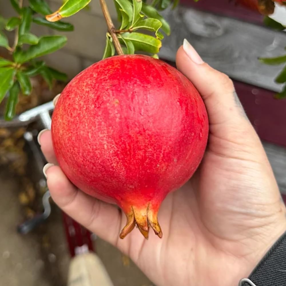 Pomegranate Tree Live Plant, Red Pomegranate Plant in 3 Gal Pot, Sweet Pomegranates, Full Rooted, Large Tree from 2-3 Feet Tall, No Ship to CA