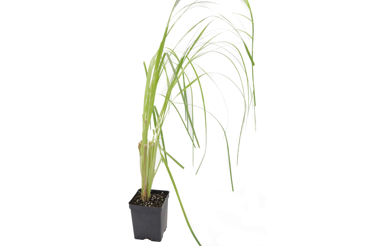 Greenwood Nursery: Live Ornamental Grasses - White Pampas Grass + Cortaderia Selloana - [Qty: 3X Pint Pots] - (Click for Other Available Plants/Quantities)