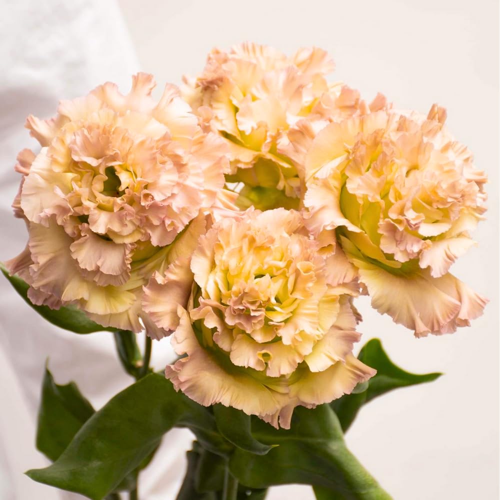 Combo 3 Eustoma Lisianthus Live Plants, Well-Rooted Starter Plug Size, Thornless Love Rose Plant Zones 8 to 10, Cold Hardy, 3 to 4 Inches in Tall, No Pot, Brown Pink to Burgundy