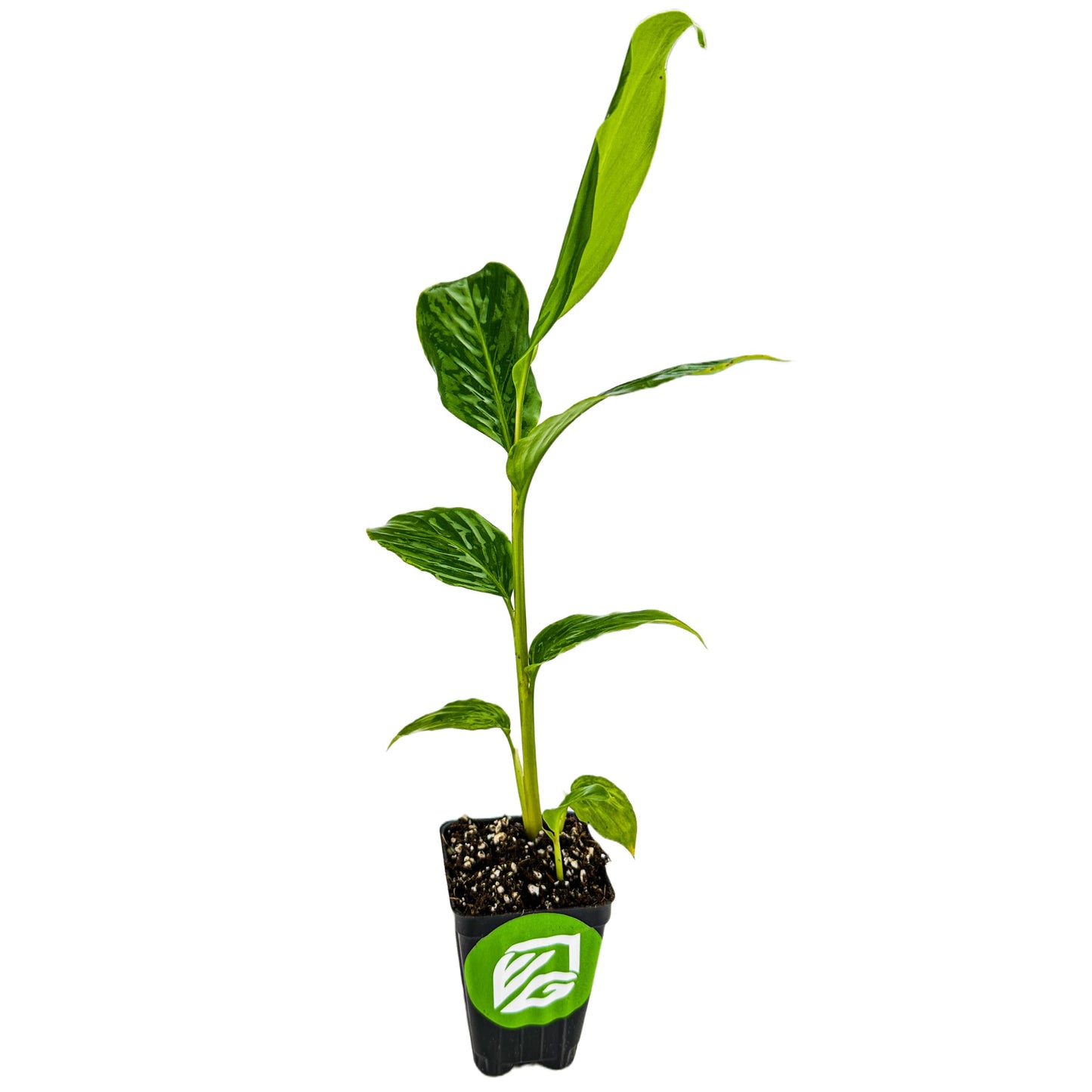 Dwarf Red Ginger Live Plant - Alpinia purpurata - Premium Indoor/Outdoor Tropical Flora - by Wellspring Gardens - Perfect for Garden Enthusiasts, Ginger Plant and Live Plant Collections