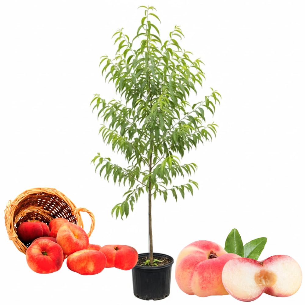 Donut Peach Tree Live Plant, in 3 Gallon Pot, 2 to 3 Feet Tall, Sweet Peach Fruit Tree for Outdoor Planting, No Ship to CA