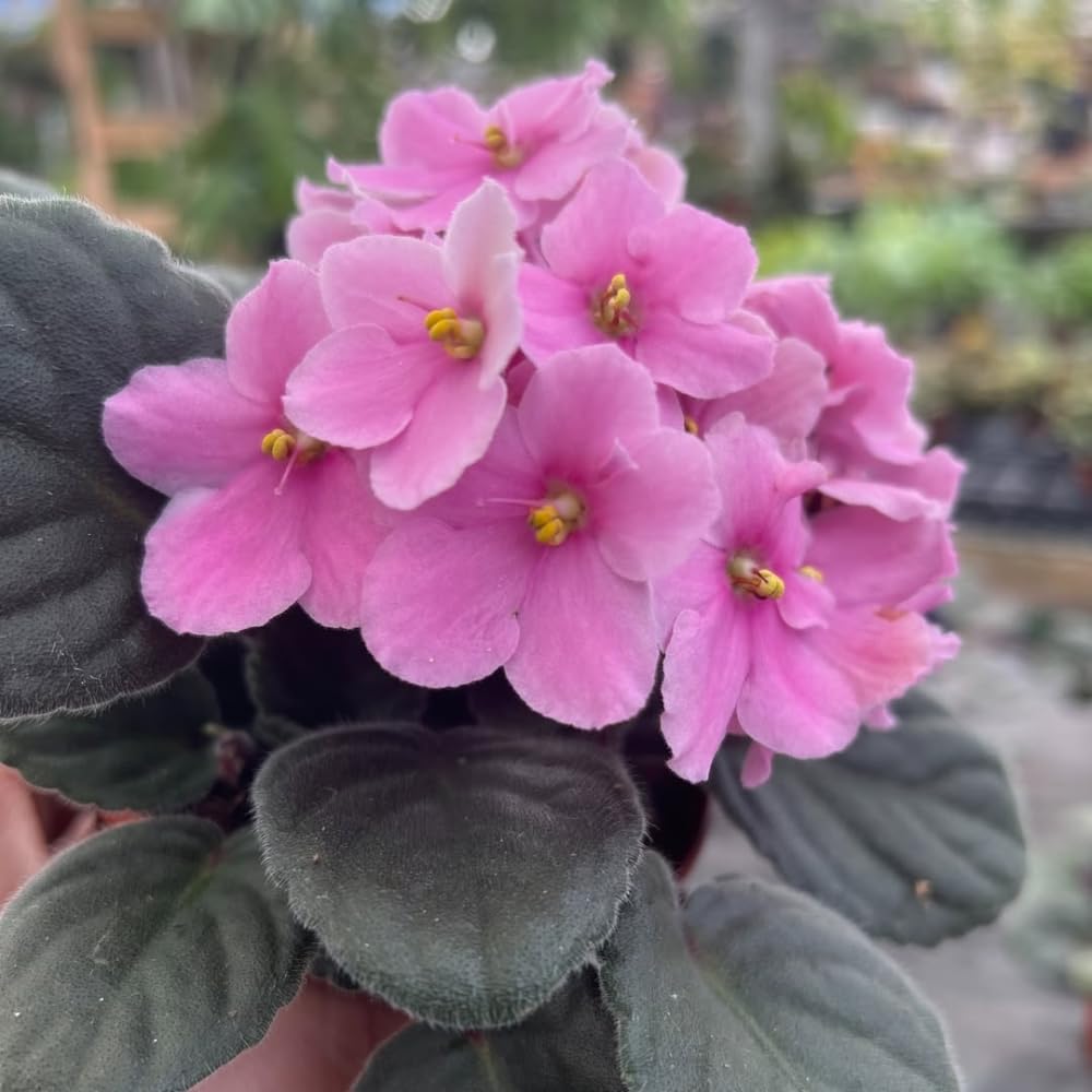 African Violet Live Plant in 4 Inch Pot, Flowering Houseplant, Easy Care Indoor Plant with Vibrant Blooms (Light Pink African Violet)