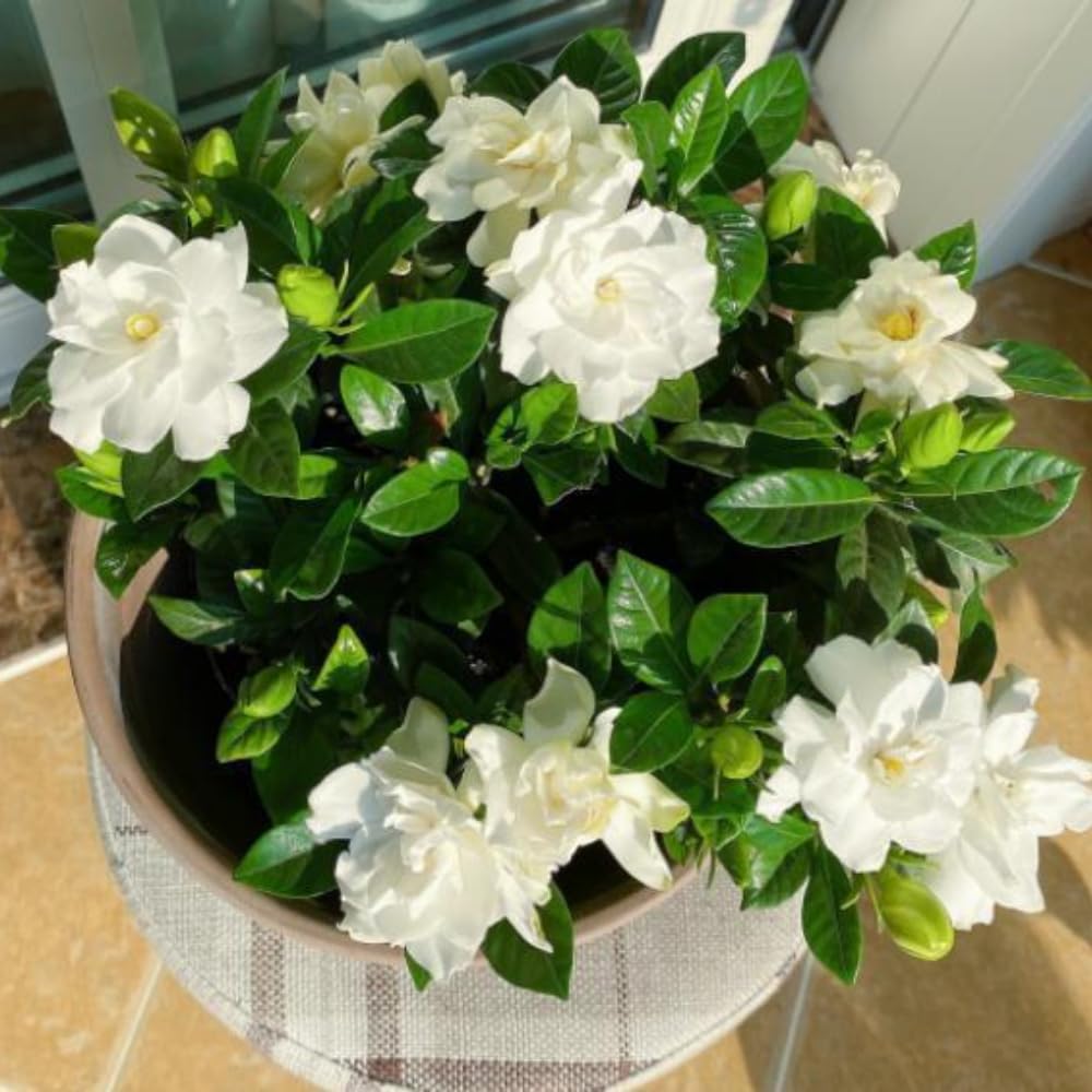 3 Cape Jasmine Plants Live, Live Frost Proof Jasmine Plants, Gardenia Jasmine Live Plants, 4 to 6 Inc Long