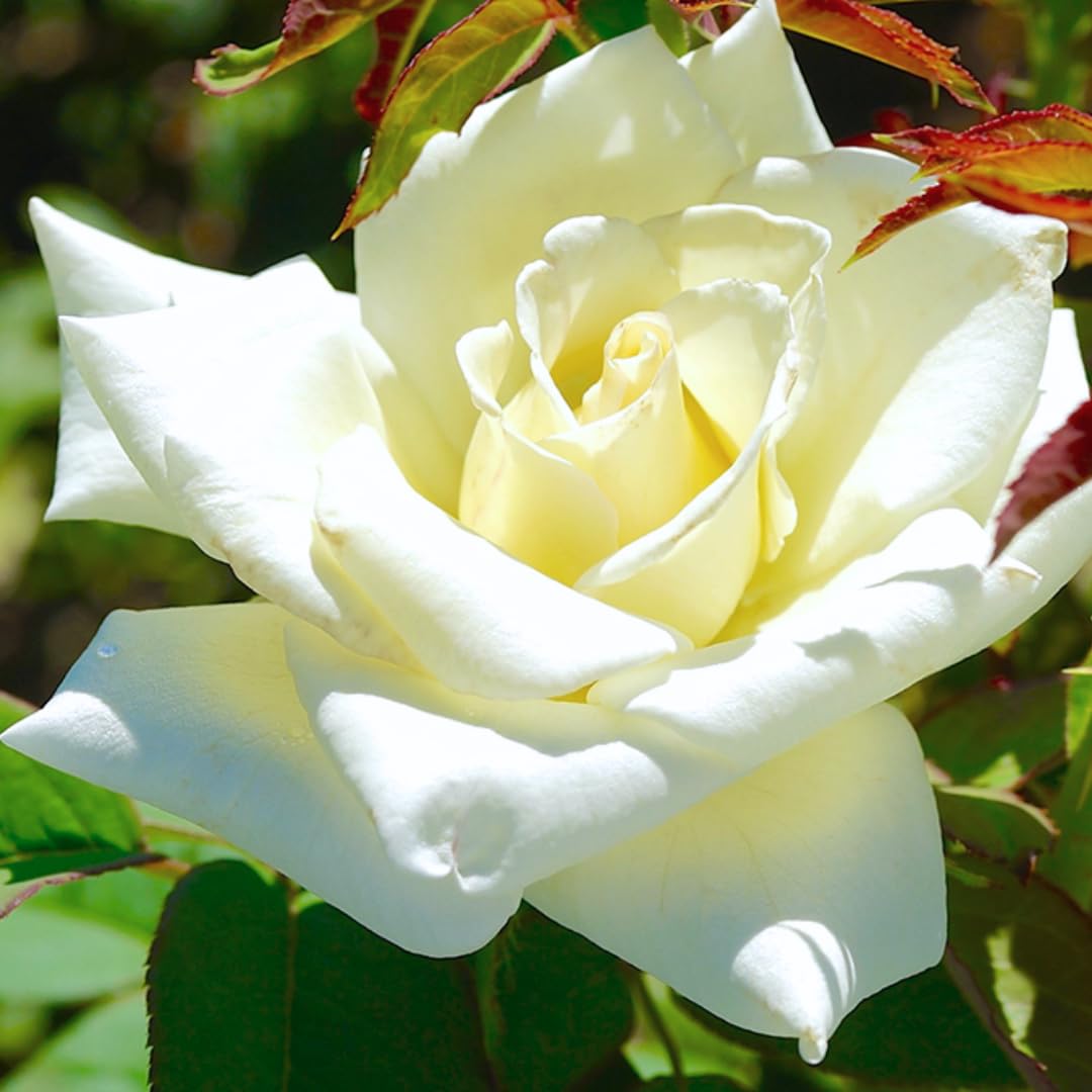 Rose Live Plant for Planting, Fragrant Rose Bush, 5-10” Tall, Ready to Grow Flowering Shrub for Outdoor Garden Beds and Containers (White Rose)