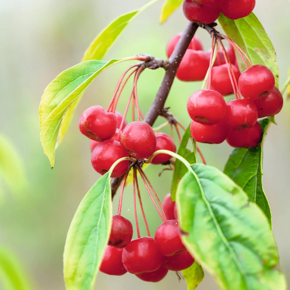 Crabapple Plant Live for Planting 6 to 10 Inch Tall, Crabapple Bush Live, Crab Apple Well Rooted Starter Plant
