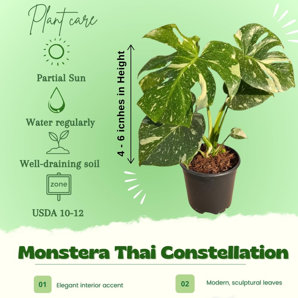Constellation Monstera Plant Live, Variegated Thai Monstera Deliciosa, Variegated Leaves, Live Indoor Plant, 4–6 Inches Starter Plant for Indoor Houseplant