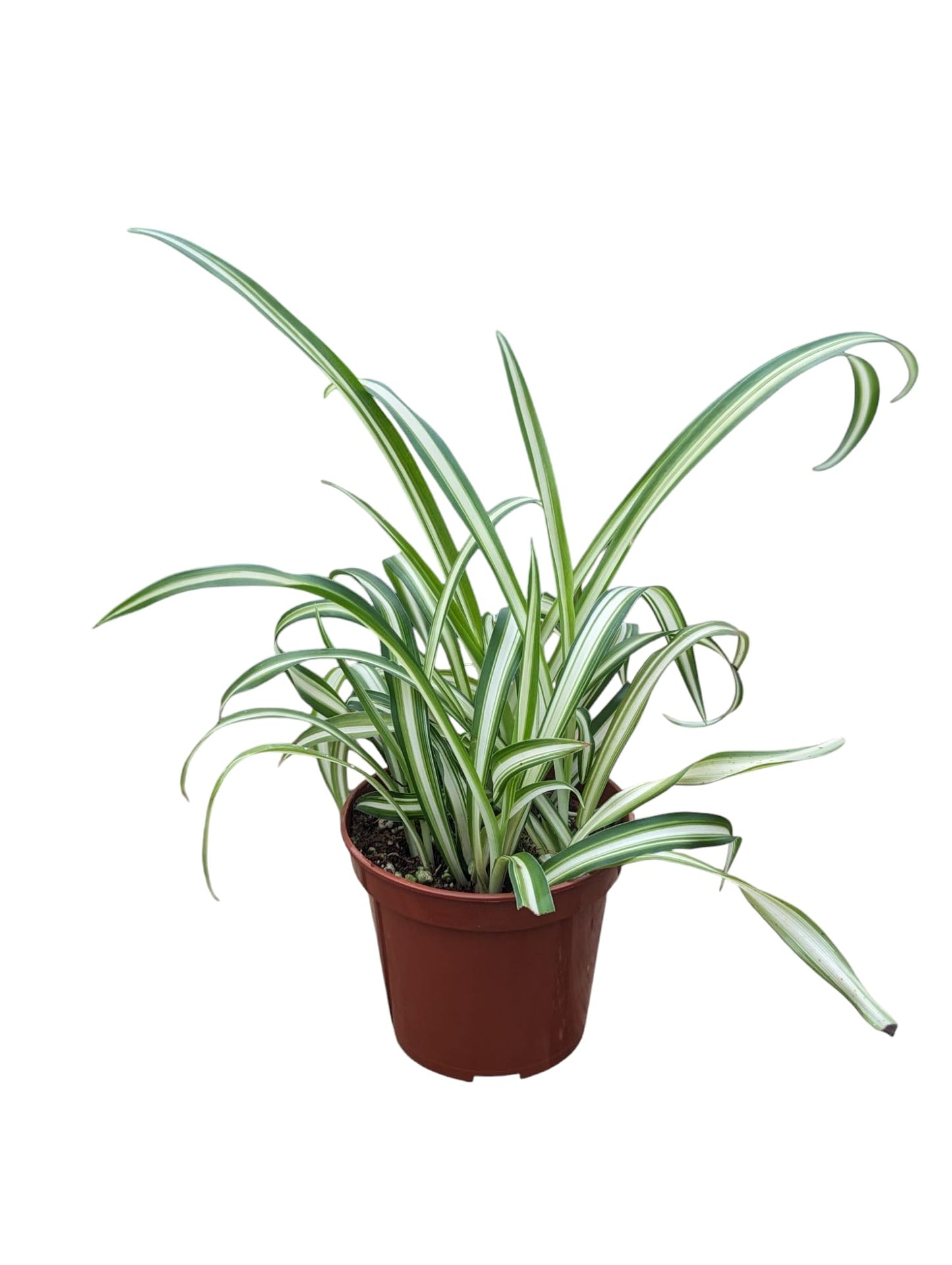Live Spider Plant, Indoor Houseplant in 4-Inch Pot