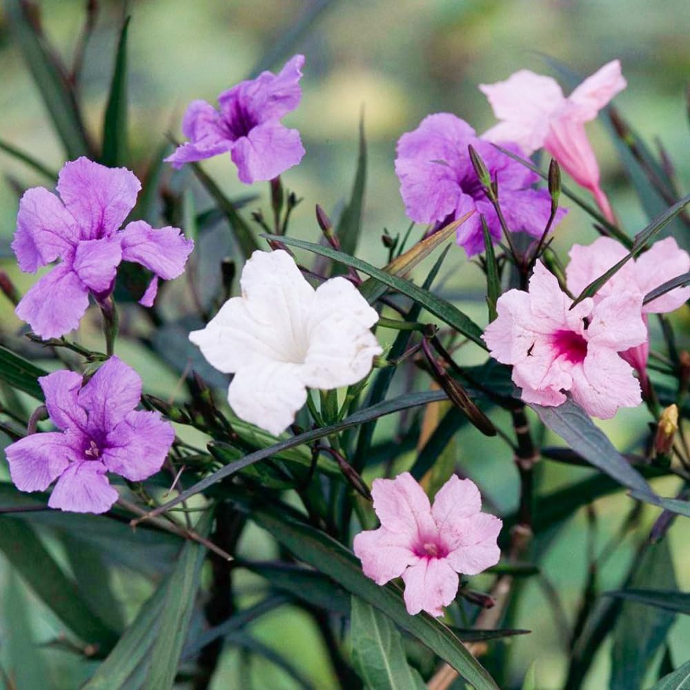 3 Mix Mexican Petunia Live Plants, Pink Petunia Flowers Seedlings, Petunias Live Plants, 4-8" Tall