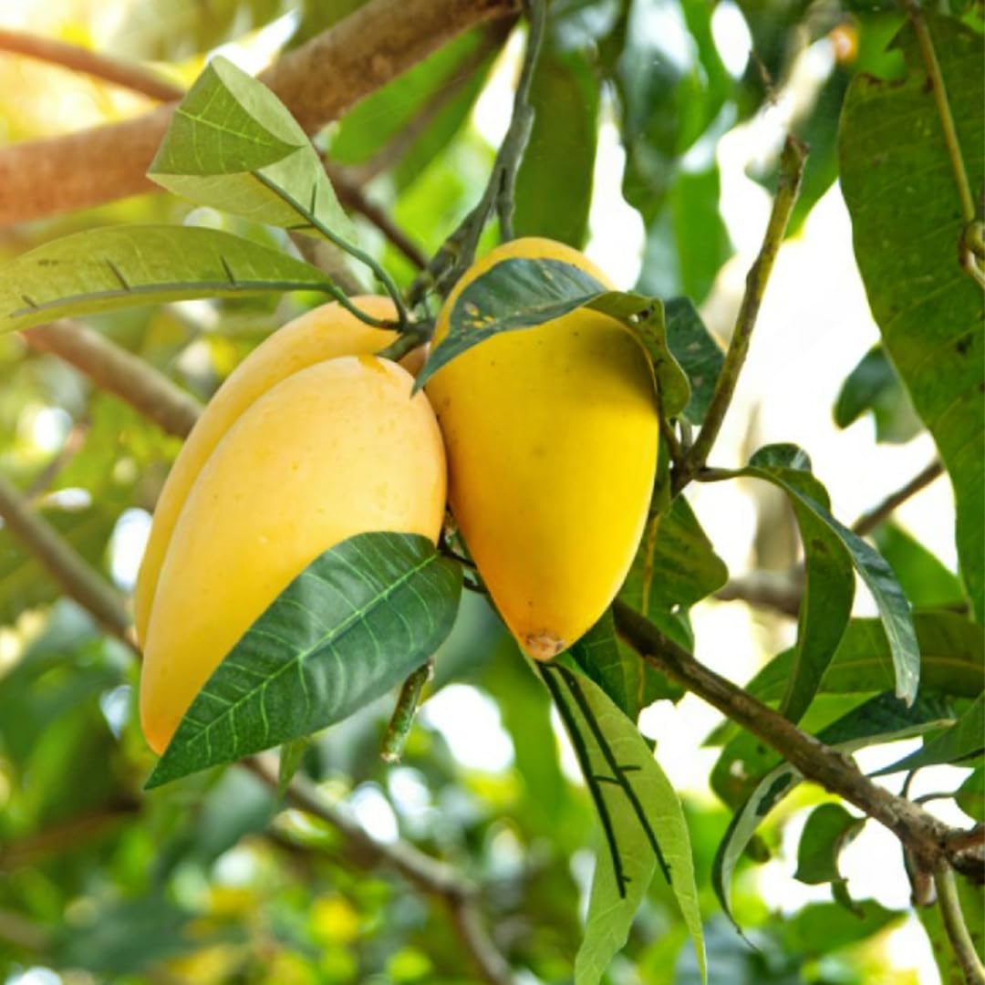 Iwin Dwarf Mango Tree Live Plant Seedling, 10 to 14 Inc Tall in Pot, Large Sweet Mango Tree Seedling for Planting