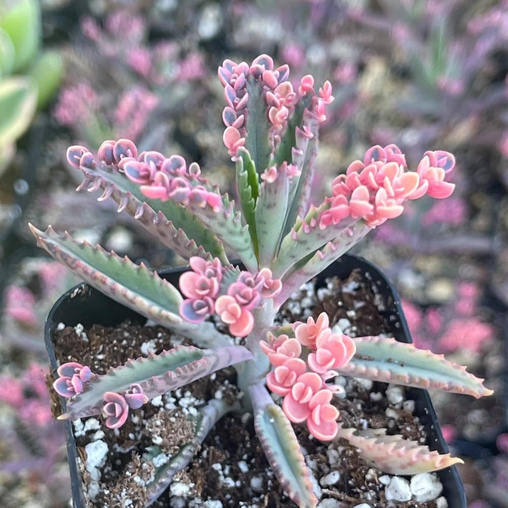 Kalanchoe Pink Butterfly Plant Live, Pink Kalanchoe Plant Live in 2 Inches Pot, Variegated Mother of Thousands Succulent Houseplant
