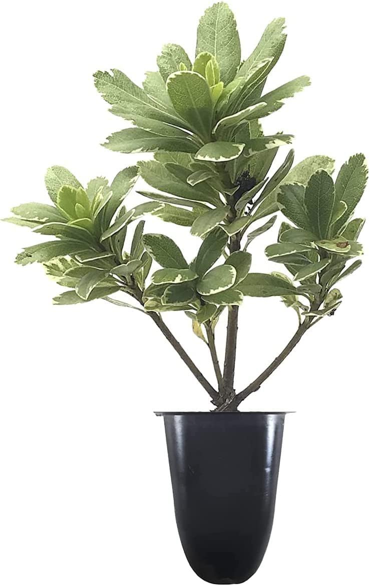 Variegated Pittosporum | 3 Live Plants | Pittosporum Tobria Variegatum | Evergreen Border Accent Hedge Shrub