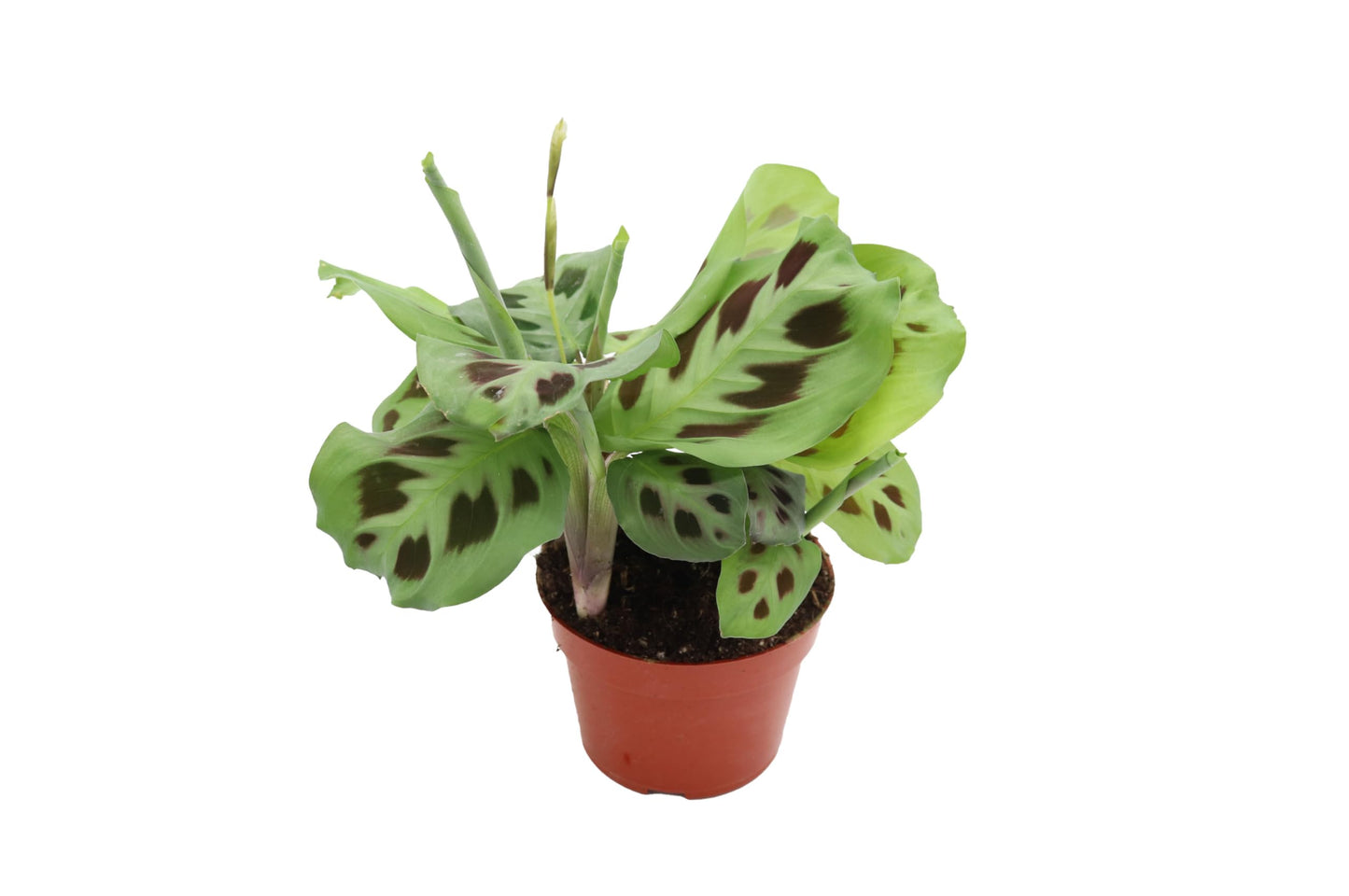 Green Maranta leuconeura ‘Kerchoveana’ - 4'' from California Tropicals