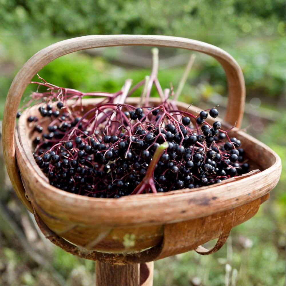 2-Pack Black Elderberry Tree Live Plants | 8-12" Bare Root Seedlings | Fast-Growing Fruit Bearing Shrubs