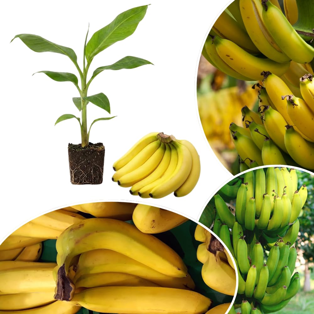 Banana Plant Live, Cold Hardy Tropical Banana, 4-6'' Tall, Starter Plant for Indoor and Outdoor (Grand Nain Banana)