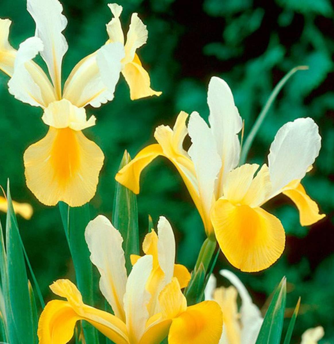 Votaniki Montecito & Miss Saigon Iris Mix Bulbs - Perennial Dutch Iris, Fragrant Blooms | Spring Flowering 15x Montecito and 15x Miss Saigon Iris Bulbs - Easy to Grow (30 Pack)