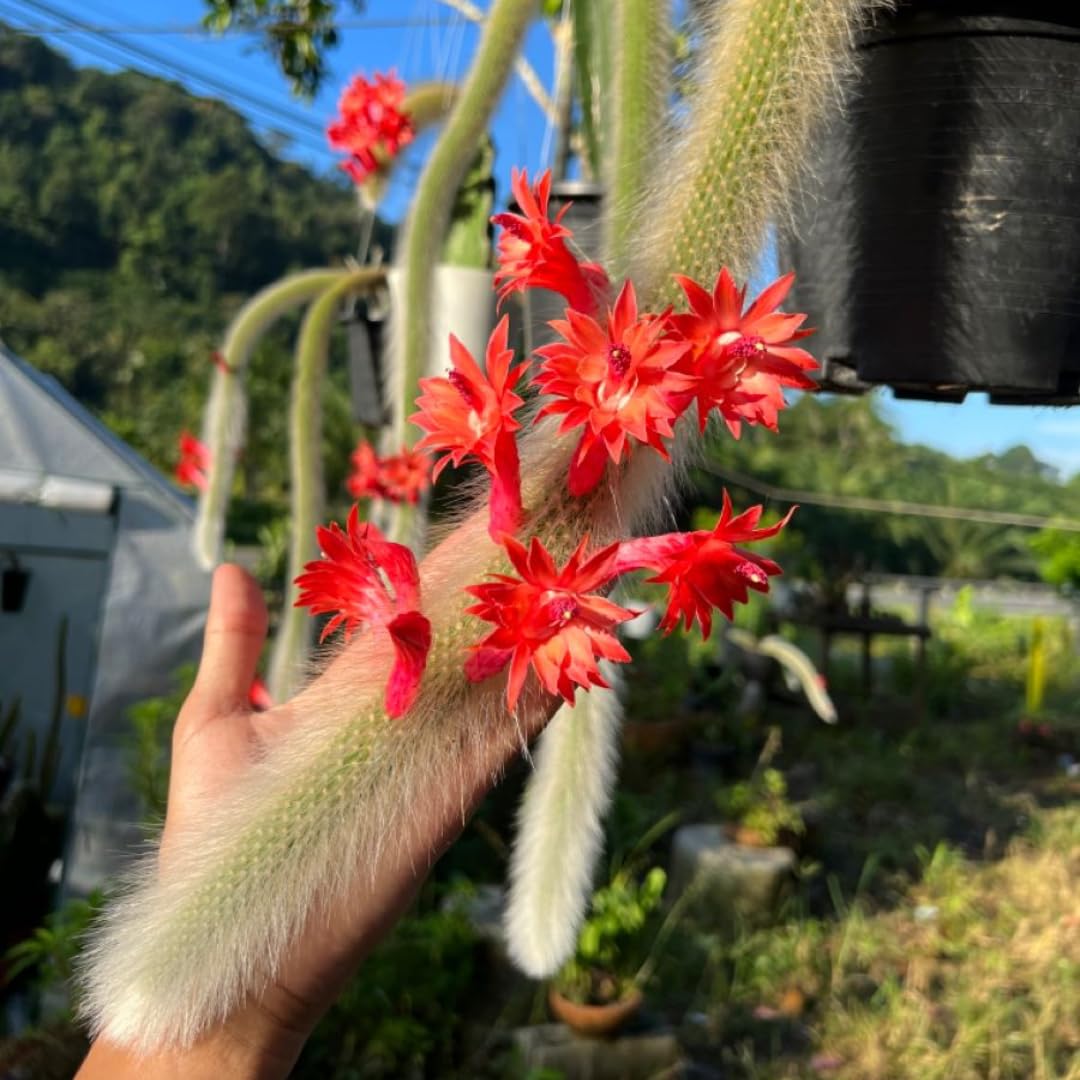 Monkey Tail Cactus Live Plant | 7-9 Inch Tall, Rare Live Succulents for Indoor & Outdoor Decoration, Low Maintenance Fuzzy Cactus for Sunny Windows and Spots