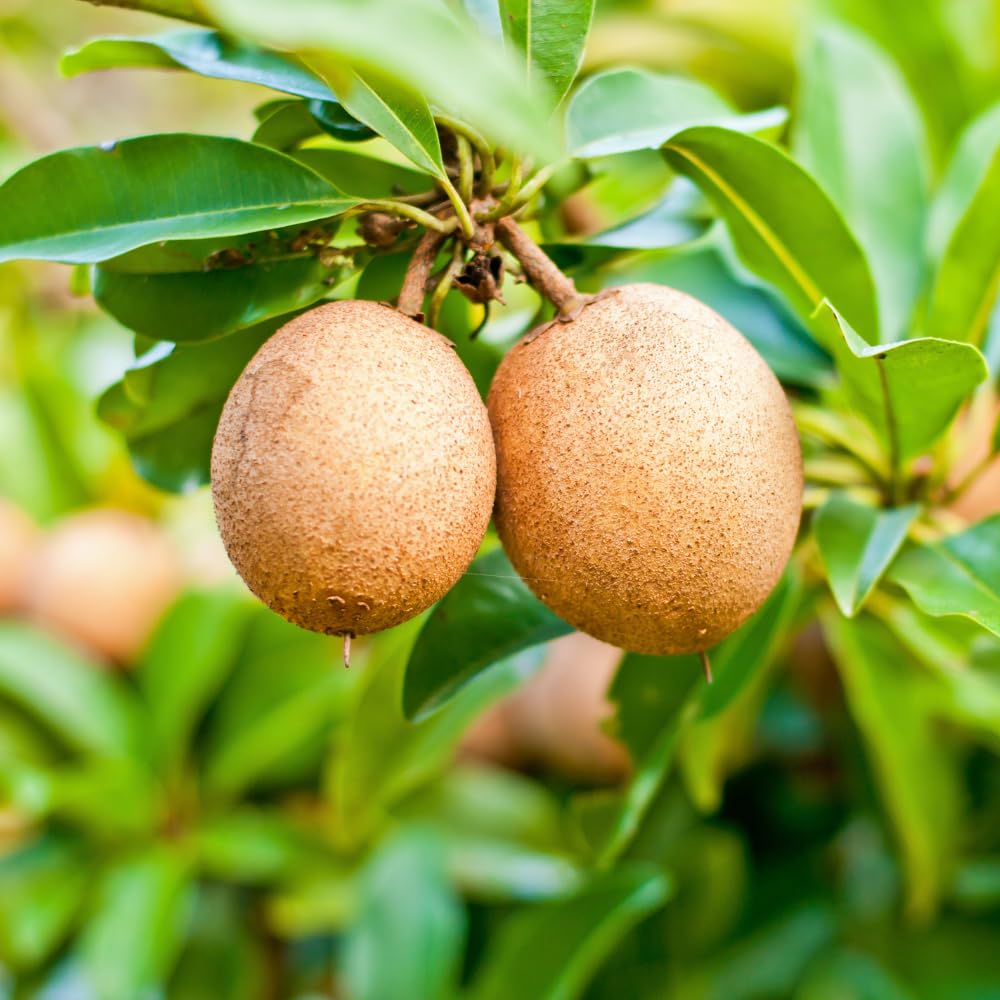 Sapodilla Tree Live Plant 2 to 3 Feet, in 3 Gallon Pot, Sapodilla Plant Live, No Shipping to CA