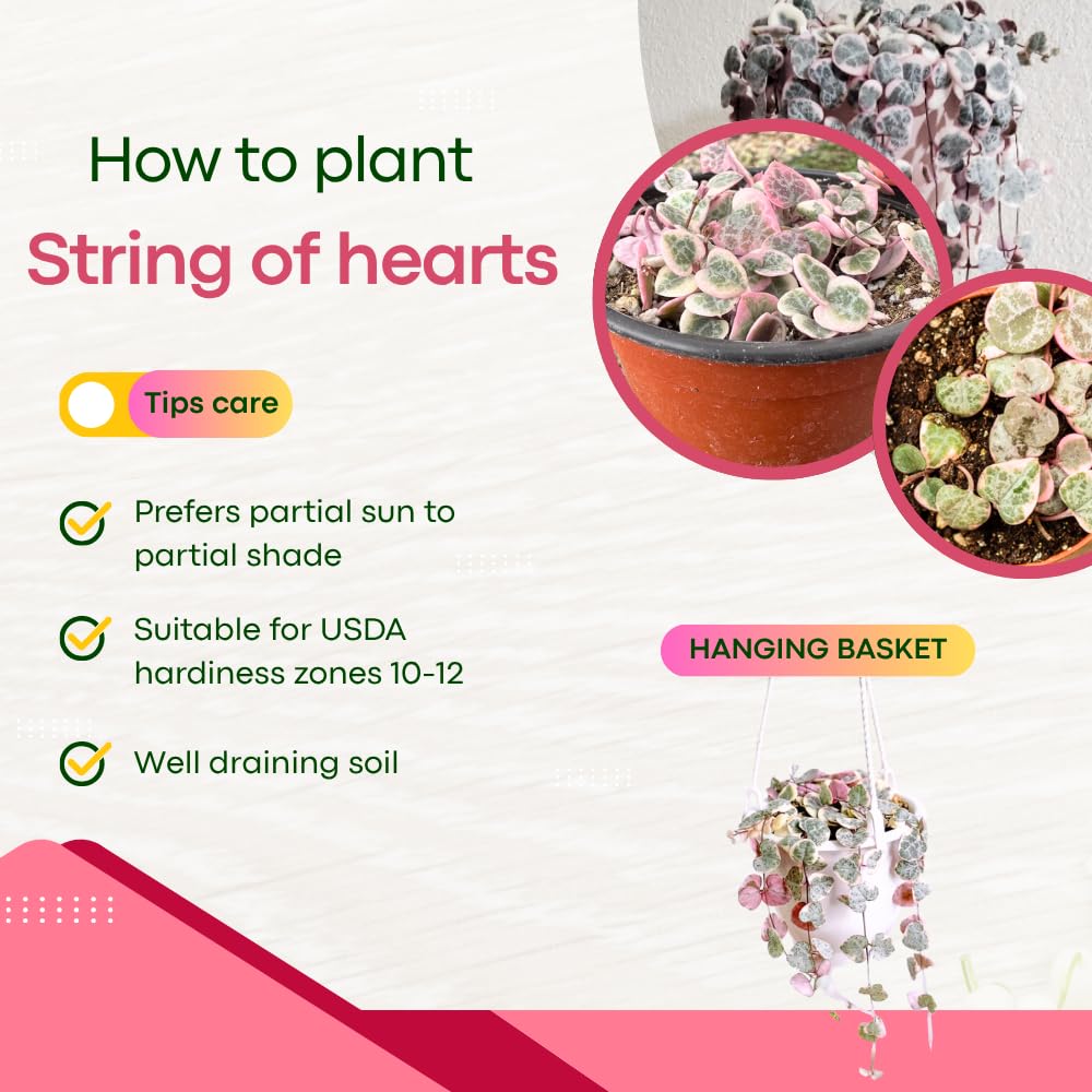 Variegated String of Hearts Plant Live Succulent 4 Inch Pot, Ceropegia Woodii Variegata, Hanging Plant for Home Office Decor, 4-7 Inch Tall