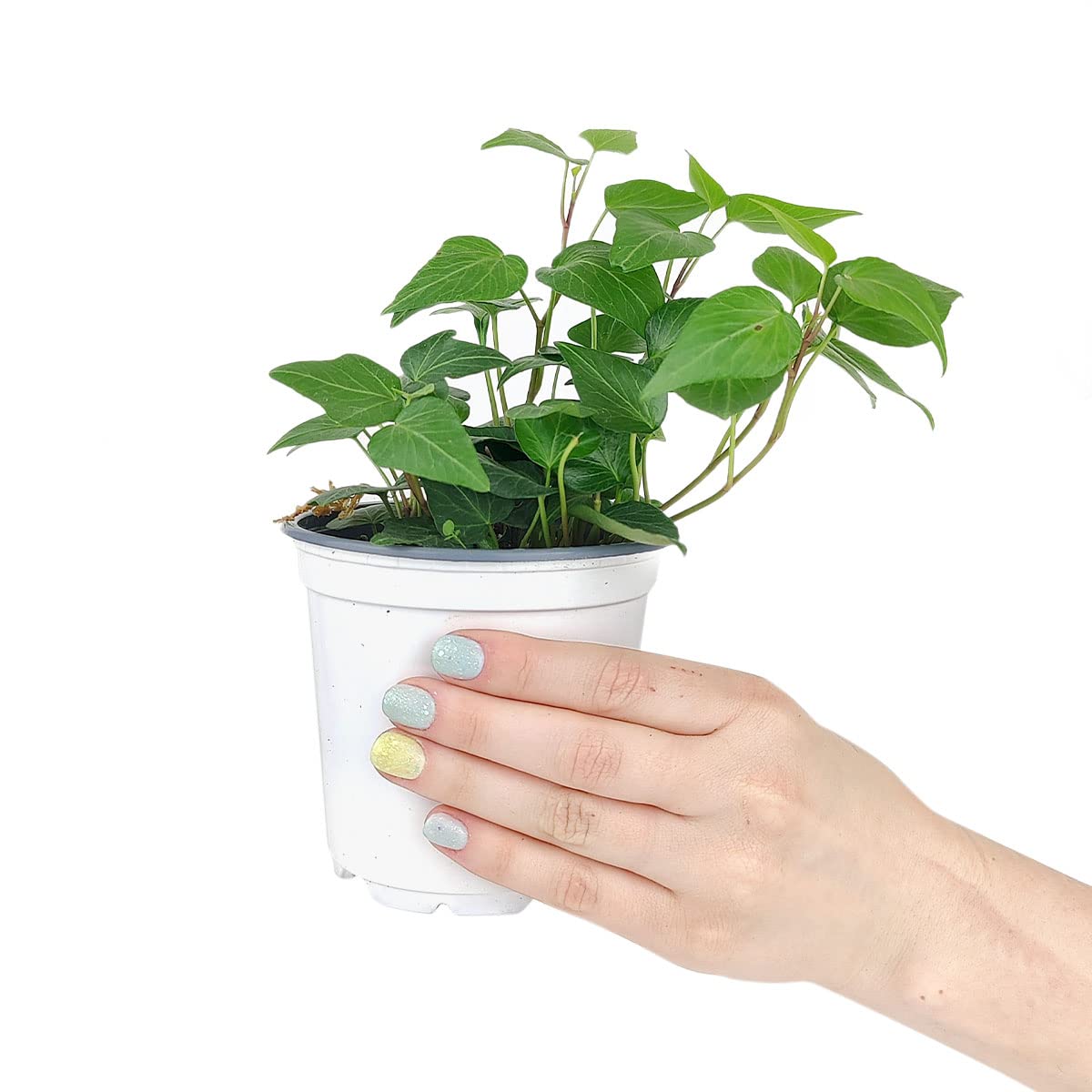 Green Ivy Plant - Heart-Shaped Green Leaves Houseplant for Home Decoration - Air Purifying, Easy to Grow Houseplant (Grower Pot, 4 inch)