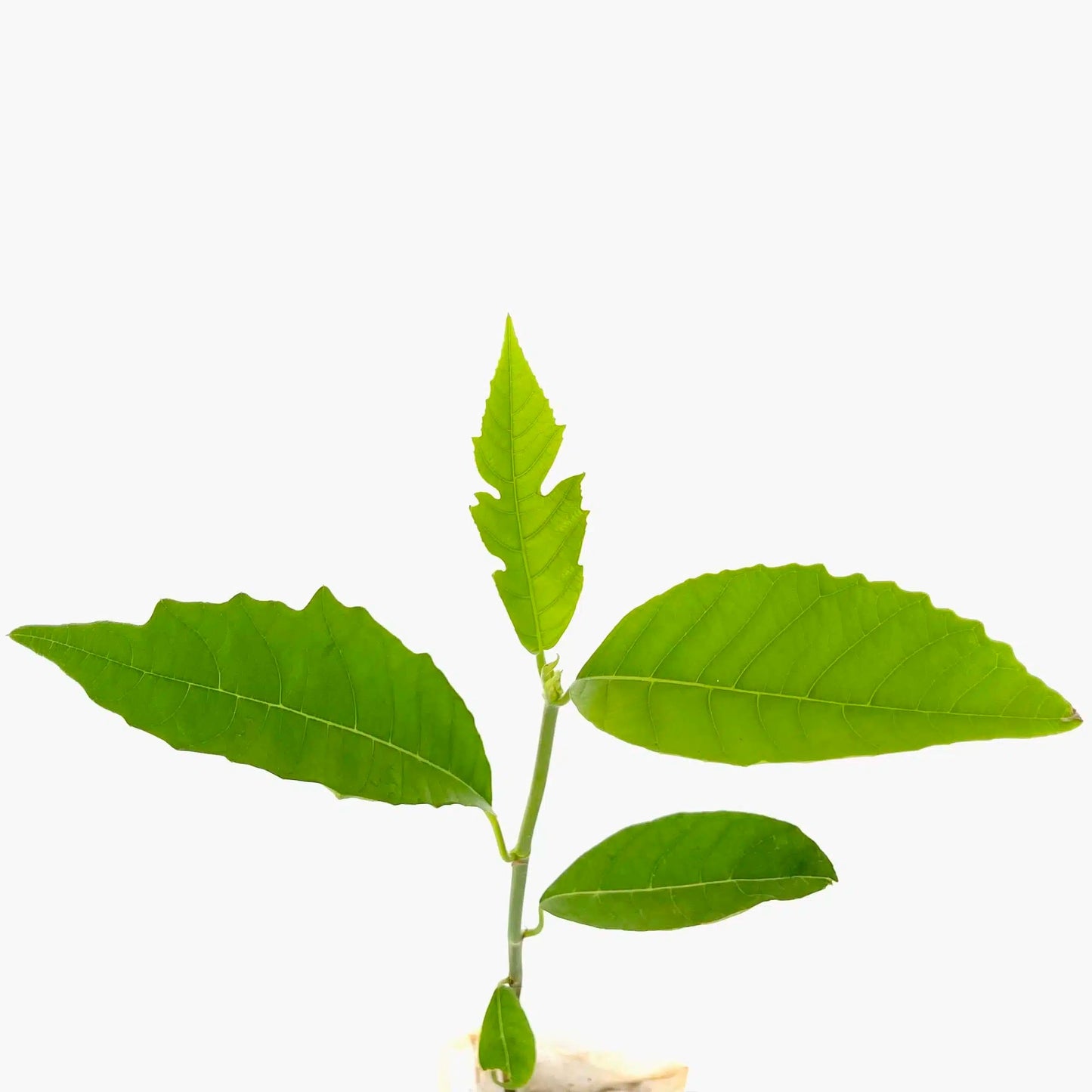 Live Plant - Breadfruit (Artocarpus camansi) Tropical Live Fruit Tree 2’-3’ feet