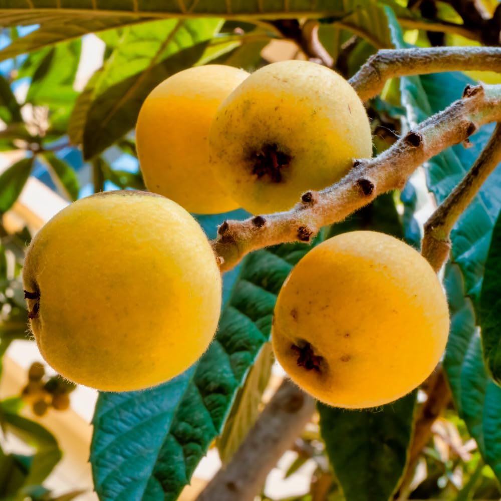 Loquat Tree Live Plant in 4" Pot, 5-9 Inch Tall Fruit Tree Seedling, Hardy Loquat Plant for Outdoor Growing