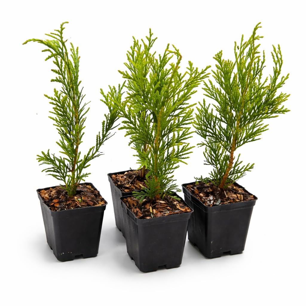 50 Thuja Green Giant Arborvitae Trees/Shrubs - 6-12" Tall Live Plants - Fast Growing Privacy Evergreen Hedges/Bushes - 2.5" Pots - (50 Pack)