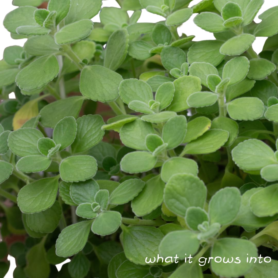 Organic Vicks Plant (Plectranthus tomentosa) in 2.5 inch Pot by Smoke Camp Crafts