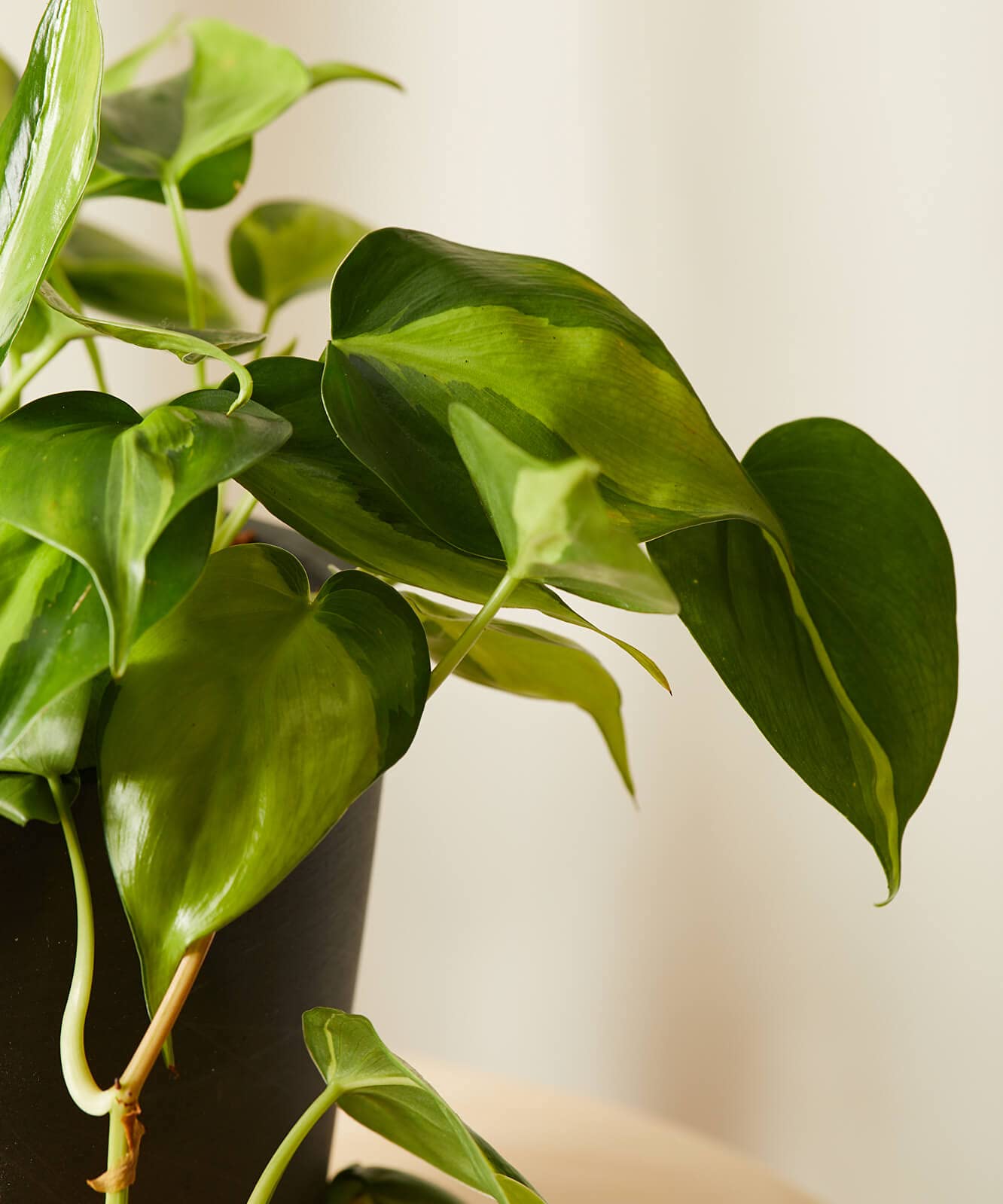 Philodendron Brasil - Live Plant in a 4 Inch Pot - Beautiful Elegant Vining Indoor Houseplant - Air Purifying