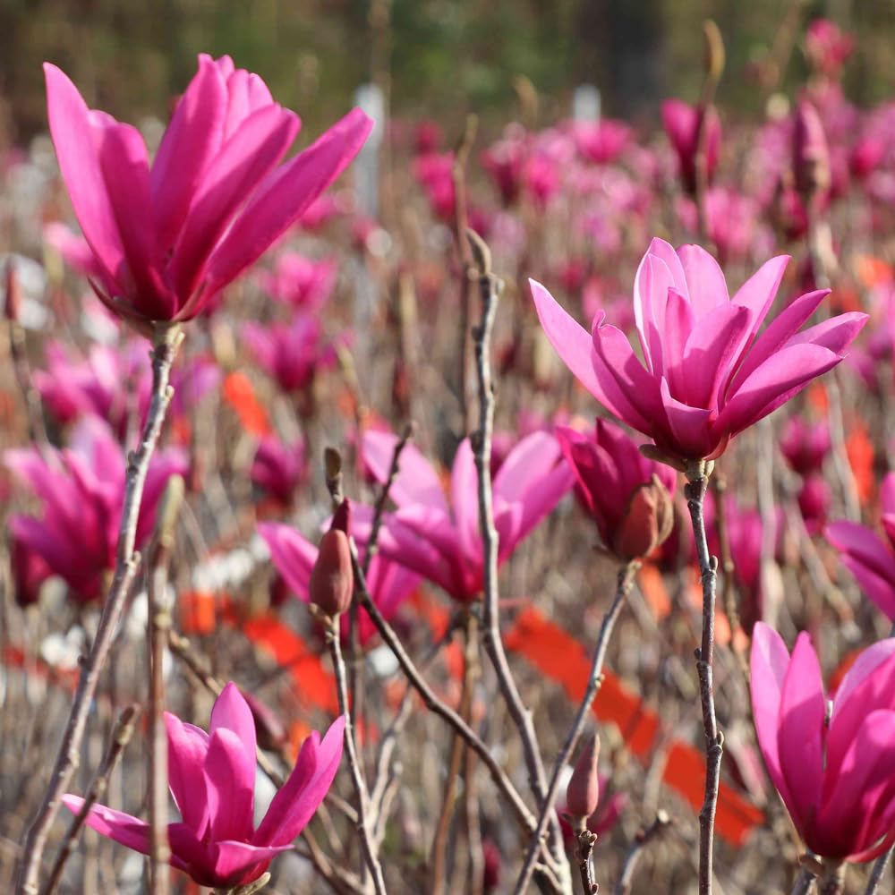 Ann Magnolia Plant Live, 6-12 Inch Tall, Magnolia Tree in 2.5” Pot, Flowering Ornamental Tree