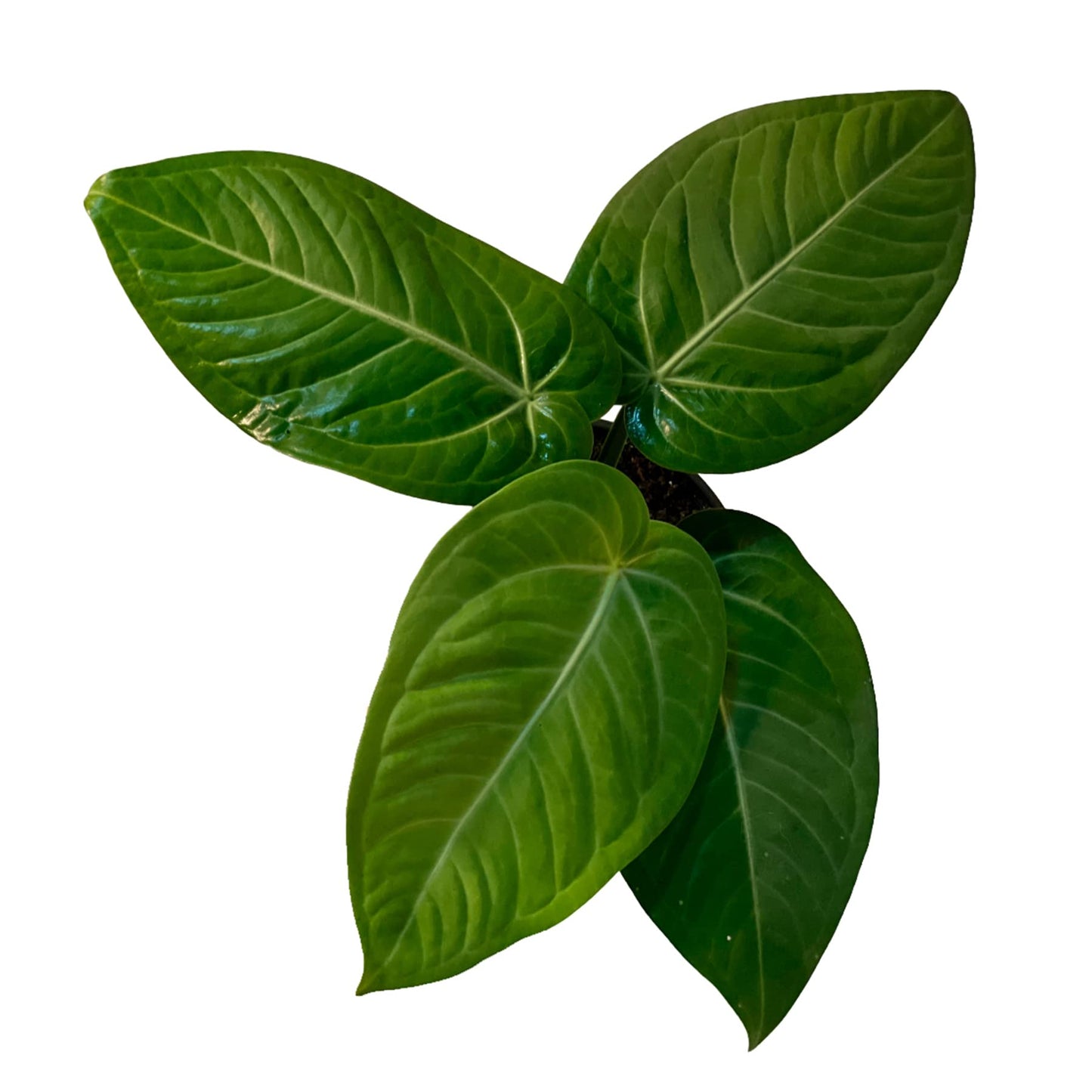LEAL PLANTS ECUADOR Anthurium Villenaorum| Live Tropical Anthurium for Indoor Decor | Air-Purifying Elephant Ear Plant | Green Foliage Heart Plant | Low-Maintenance Live Houseplant for Home