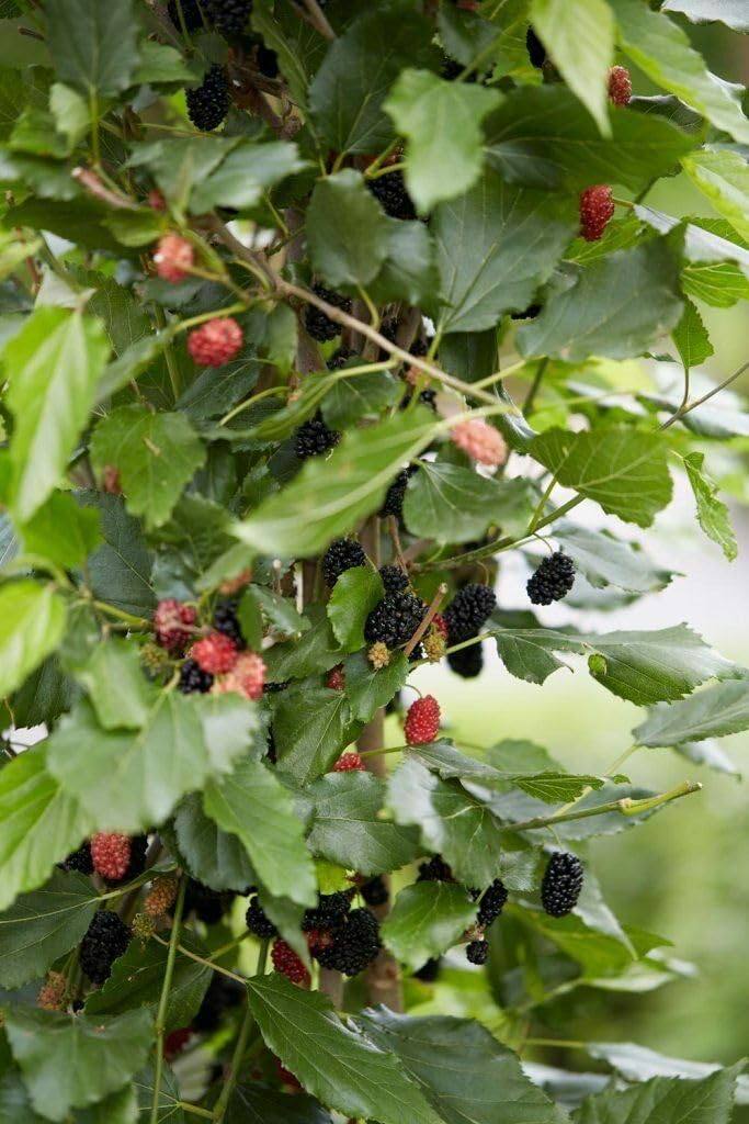 Dwarf Everbearing Mulberry Tree | Morus nigra Live Plant 6-7 inches Tall in a 2.5 inch Tall Cup