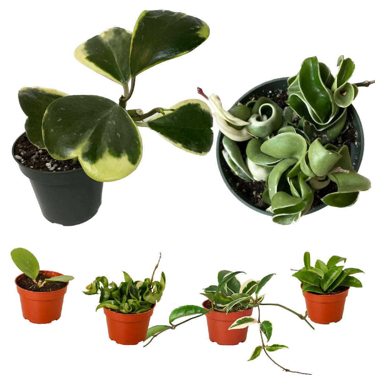 Hoya Plants 4 Live Houseplants in 4" Pots - Variety Assortment 4 Pack Hoya Plants - Pet Friendly Plants - Air Purifying Plants - CA Seller (Pack of 4 Hoya Plants)