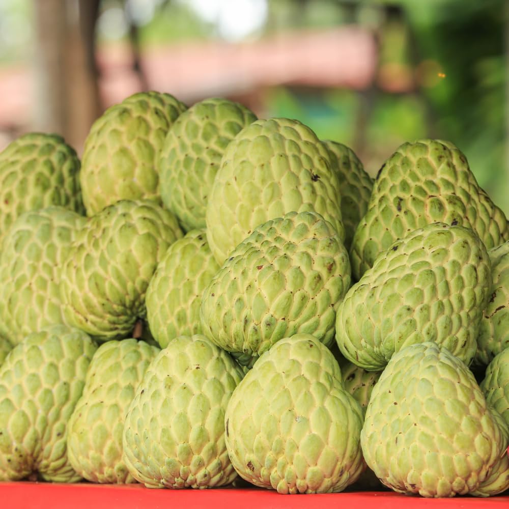 Green Sugar Apple Plant Live in Half Gallon Pot, Sweet Sugar Apple Plant Well Rooted 6-10'' Tall, Annona Squamosa for Planting