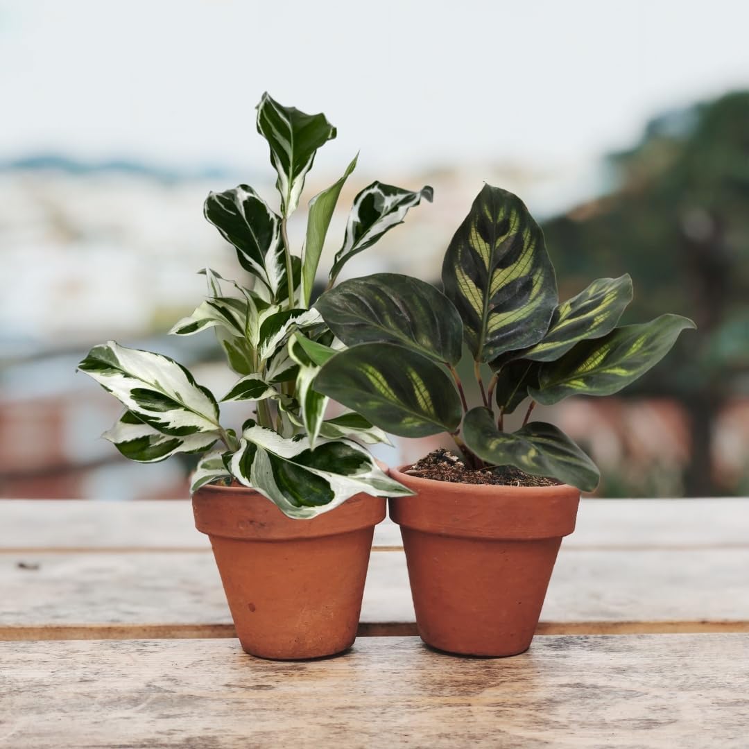 CoollectivePlants 2" Calathea Live Plant Collection (4-Pack) – Assorted Indoor House Plants in Grower Pots, Easy Care Tropical Houseplants, Pet Friendly Indoor Plants for Home or Office