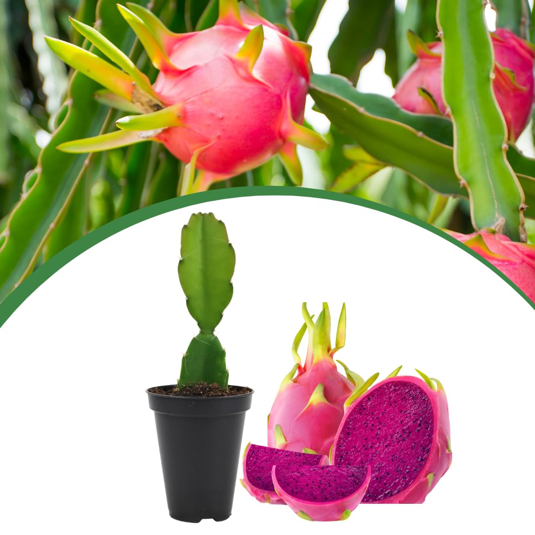 Live Red Dragon Fruit Plant, Sweet Dragon Fruit, 4 Inch Pot for Planting