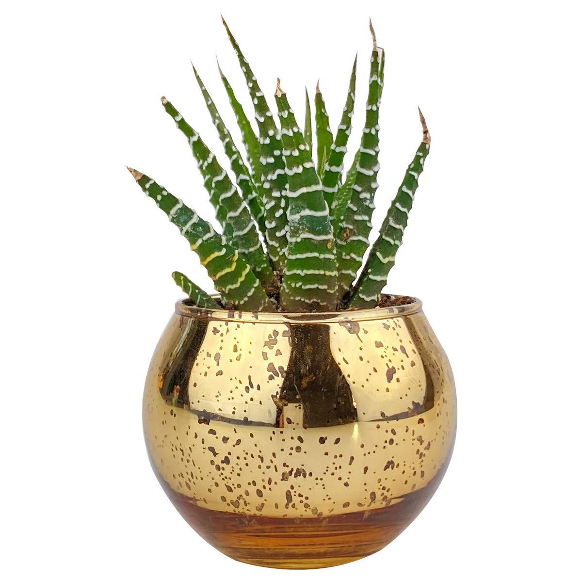 Haworthia Zebra Spiky Succulent Plant with Care Guide - Best Indoor Plants - Easy to Grow Succulents - Gift Ideas for Plant Lover - Low Light Succulents (4 inch)