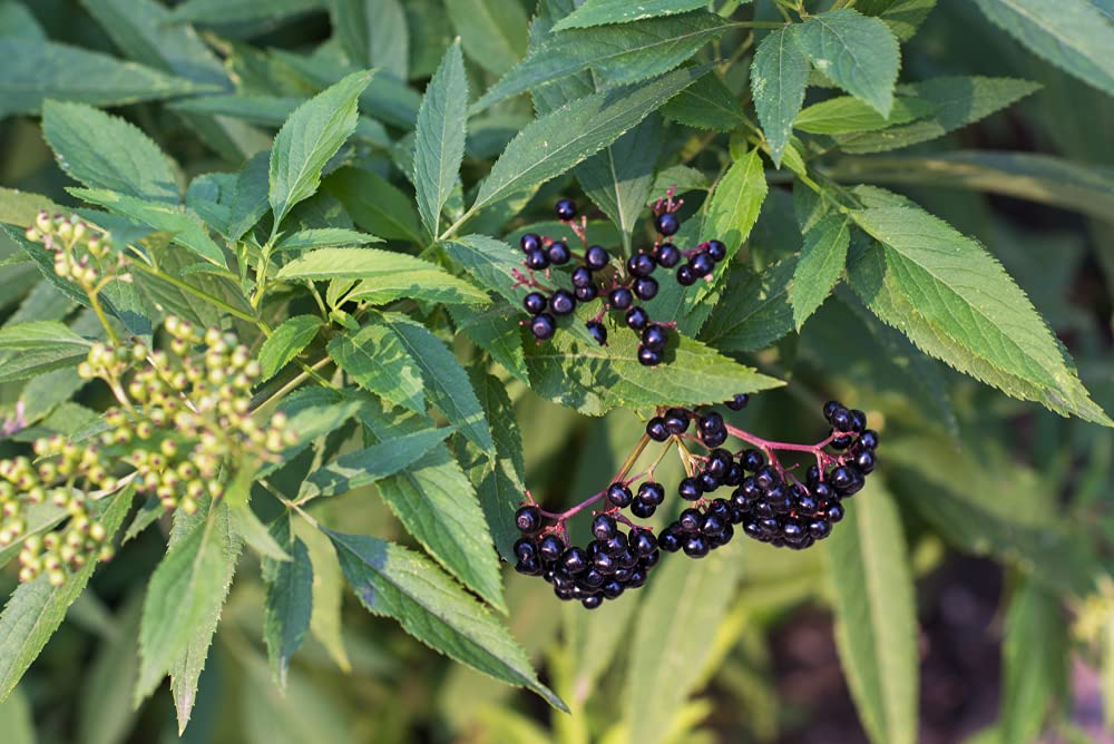 8 Fresh Black Bearing Elderberry Cuttings to Grow - Grow 8 Elderberry Plants