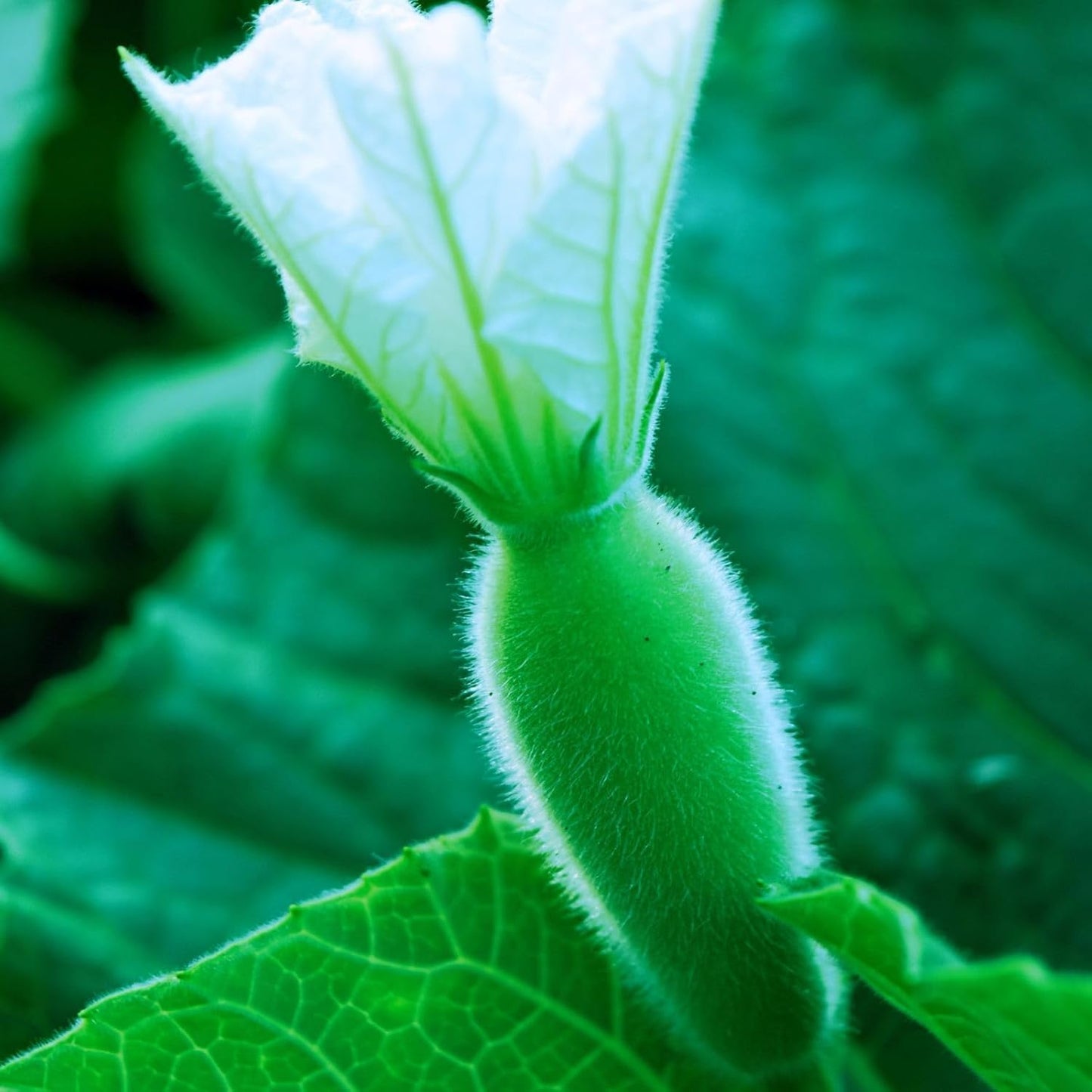 25 Pcs Indian Long Bottle Gourd Seeds for Planting, Non-GMO Vegetable Seeds for Home Garden, Terrace, Balcony Planters, Outdoor Pots, and Backyard Growing