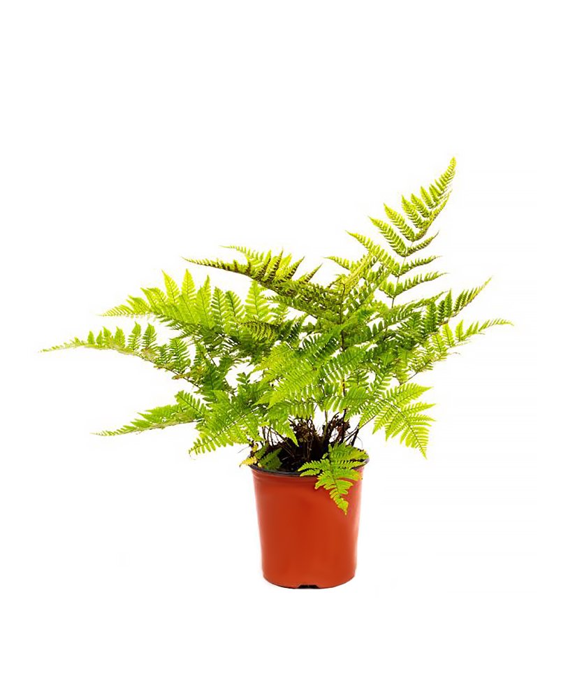 American Plant Exchange Live Autumn Fern – 6-Inch Pot – Hardy Shade-Loving Fern with Copper-Toned New Growth, Easy Care Plant for Outdoor Gardens, Patios, Containers & Woodland Landscapes