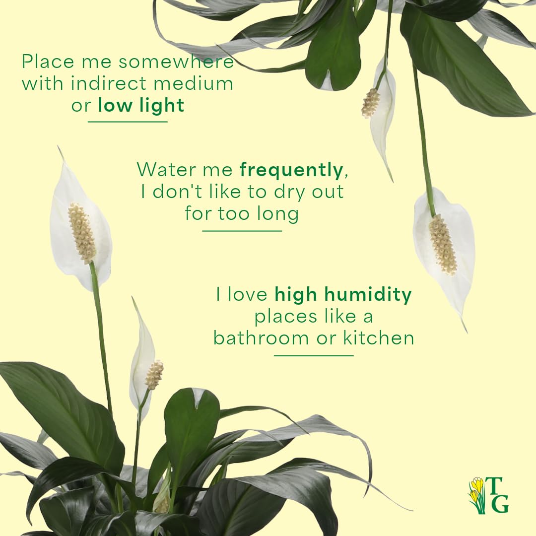 Thorsen's Greenhouse Live Peace Lily Plant, Spathyphylum, Low Light, Natural Air Purifier Live Indoor Plant, 4" Diameter Pot (Gold, 4-inch Pot)