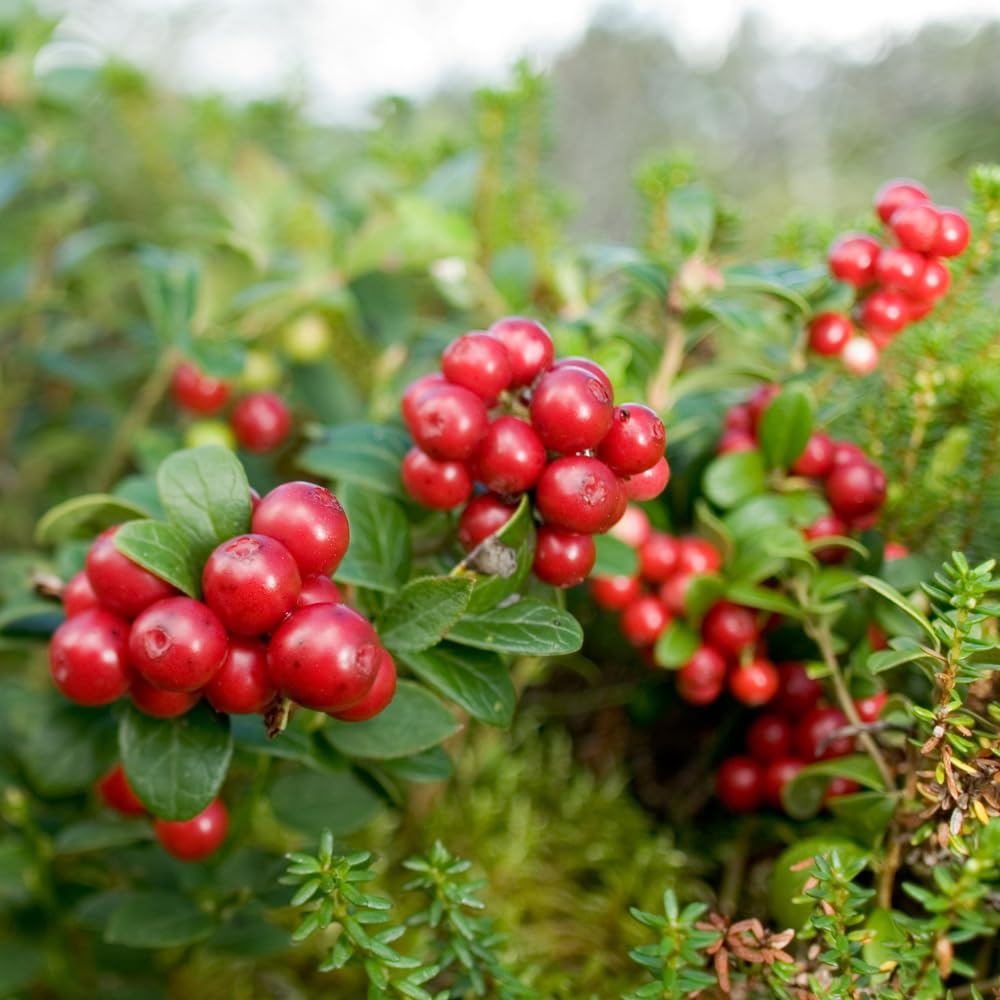 Red Lingonberry Plant, Live Red Lingonberry Starter Plant, Live Lingonberry Bush Plants, 4 to 6 Inch Tall