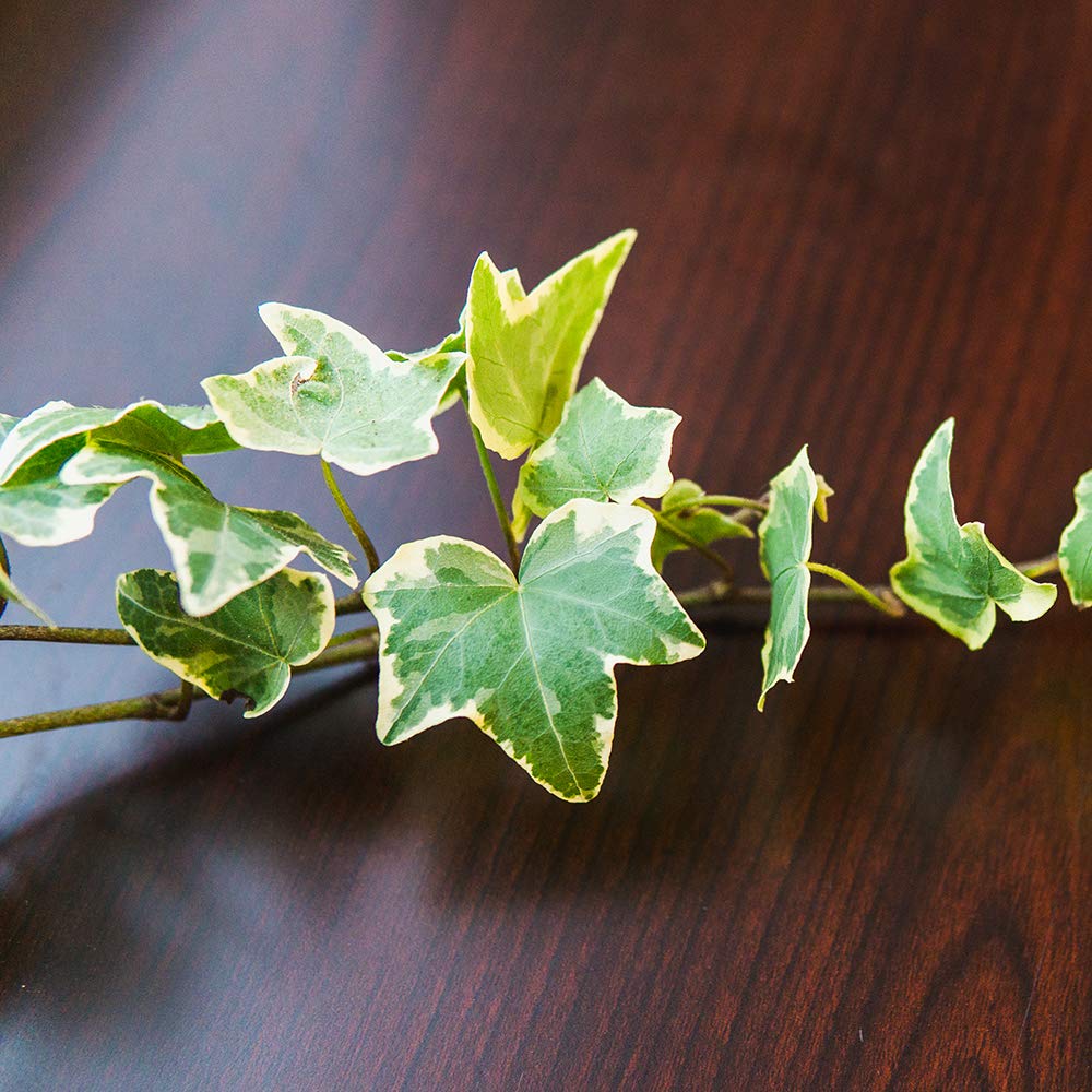 PERFECT PLANTS Variegated English Ivy | Hedera Helix Variegata' | Easy Care Houseplant | Perfect for Moderate to Bright Light Conditions, 6 in Grower's Pot, | Air Purifying